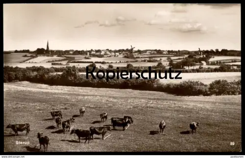 ALTE POSTKARTE STERUP BEI ANGELN WINDMÜHLE Kühe Cows Vaches Kuh Cow Windmill Windmolen Molen Moulin à vent postcard cpa