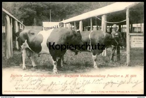 ALTE POSTKARTE DEUTSCHE LANDWIRTSCHAFTSGESELLSCHAFT WANDERAUSSTELLUNG FRANKFURT 1899 Kuh Cow Bull Taureau Vache cpa