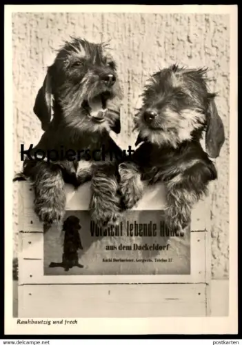 ÄLTERE POSTKARTE DACKEL ZUCHT DORFMEISTER GERGWEIS Teckel Basset Dachshund Hund dog dogs chien chiens cpa postcard AK