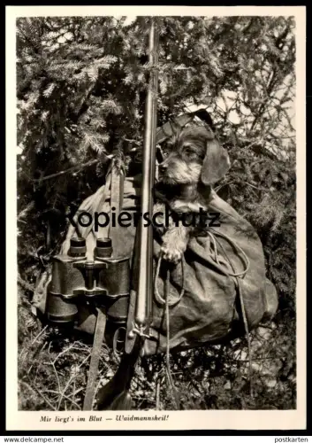 ÄLTERE POSTKARTE DACKEL WAIDMANNSHEIL RAUHAARDACKEL Teckel Basset Dachshund Jagd hunter chasseur Dorfmeister Gergweis