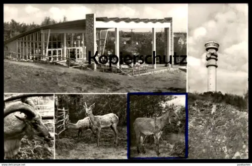 ÄLTERE POSTKARTE GRUSS VOM PETERSBERG HALLE SAALE Esel Ziege Bock Rehe goat deer chevreuil donkey bourrique postcard cpa