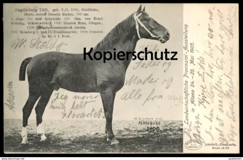 ALTE POSTKARTE HAMBURG ALTONA LANDWIRTSCHAFTLICHE AUSSTELLUNG PFERD JAGDKÖNIG horse racehorse cheval de course Rennpferd