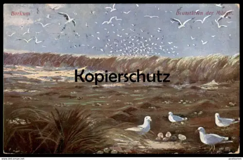ALTE KÜNSTLER POSTKARTE BORKUM BRUTSTÄTTEN DER MÖWEN NEST KÜKEN Feldpost 1918 Möwe sea-gull goéland mouette postcard