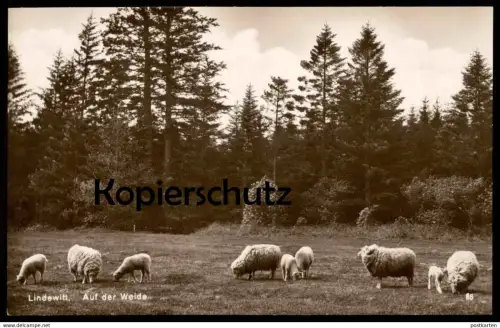 ALTE POSTKARTE LINDEWITT AUF DER WEIDE Amt Schafflund Lindved Schaf Schafe Lamm sheep sheeps mouton brebis cpa postcard