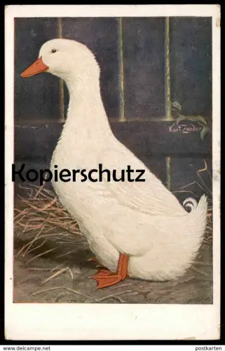 ALTE POSTKARTE SIGN. KURT ZANDER ENTE Pekingerpel Peking Erpel drake duck canard cane AK Ansichtskarte cpa postcard