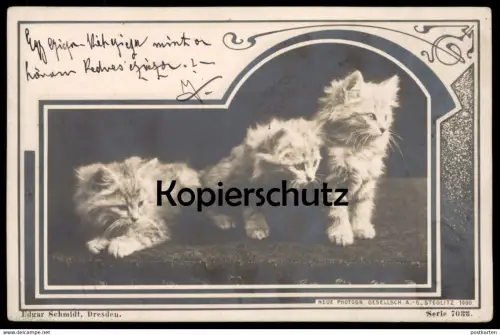 ALTE POSTKARTE KATZE DREI WEISSE KATZEN 1900 Foto Photo cat chat chats cats Tiere Tier animal AK Ansichtskarte postcard