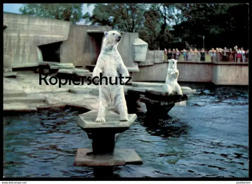 ÄLTERE POSTKARTE KÖLN ZOO EISBÄR GEHEGE BÄR EISBÄREN ours blanc ice polar bear jardin zoologique Tierpark Bären postcard