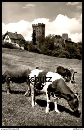 ÄLTERE POSTKARTE GEROLSTEIN QUELLENSTADT IN DER EIFEL Kuh Kühe Cow Cows farming Vach Vaches Ansichtskarte cpa postcard