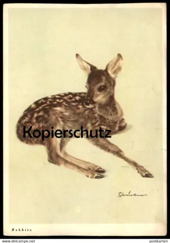 ALTE KÜNSTLER POSTKARTE REHKITZ SIGN. BRÜCKNER REH faon chevreuil deer doe roe Rehwild Ansichtskarte postcard AK cpa