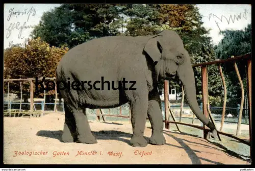 ALTE POSTKARTE MÜNSTER ZOOLOGISCHER GARTEN ELEFANT 1908 Elephant Zoo jardin zoologique Tierpark Park Muenster Tusker cpa