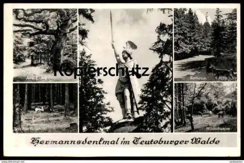 ALTE POSTKARTE HERMANNSDENKMAL IM TEUTOBURGER WALDE DETMOLD ALTE EICHE Oak Tree Arbre Baum Deer Hirsch Wildschwein AK