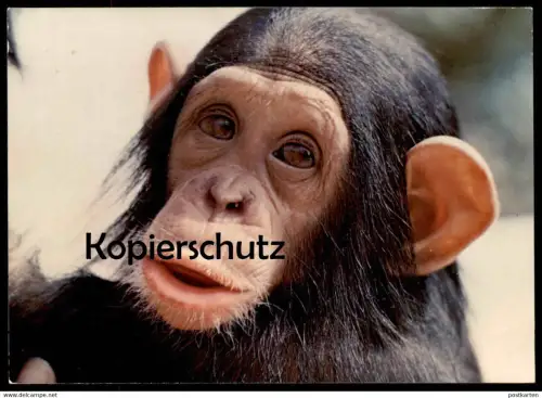 POSTKARTE MÜNSTER TIERPARK ZOO AFFE Ape Monkey Singe Schimpanse Chimpanzé Chimpanzee zoological garden AK cpa postcard