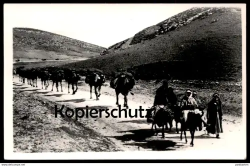 ÄLTERE POSTKARTE BEDUIN CAMELS NEAR JERUSALEM PHOT LEON ISRAEL bedouin Beduine Chameau Kamel postcard cpa Ansichtskarte