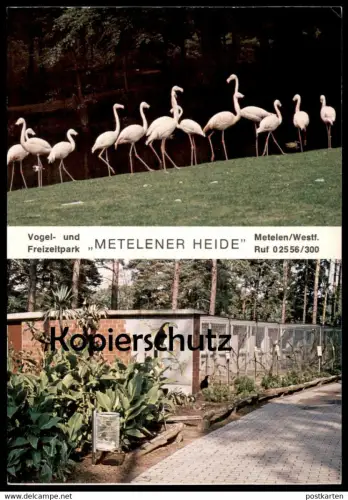 POSTKARTE VOGELPARK TIERPARK METELENER HEIDE METELEN ZOO FLAMINGO Garden jardin zoologique oiseau cpa postcard AK