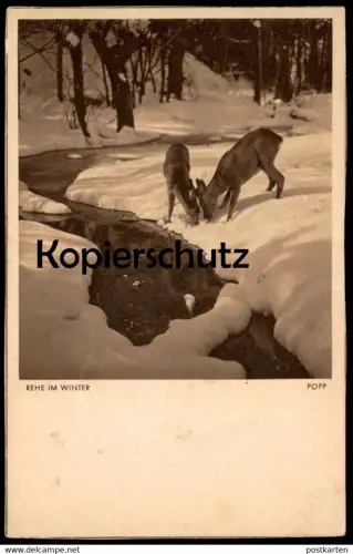 ALTE KÜNSTLER POSTKARTE OSKAR POPP REHE IM WINTER 1936 Snow Neige Chevreuil Hiver Ansichtskarte AK cpa postcard
