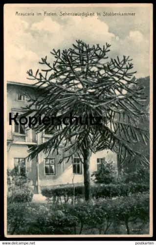 ALTE POSTKARTE ARAUCARIA IN STUBBENKAMMER AUF RÜGEN BAUM TREE arbre Pflanze plant plante 1926 postcard cpa Ansichtskarte