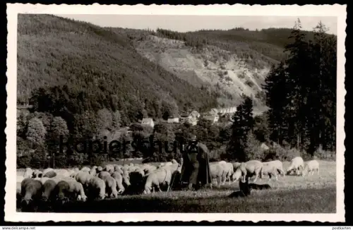ÄLTERE POSTKARTE SCHÄFER IM SCHWARZATAL SCHAF SCHAFE BAHNPOSTSTEMPEL NAUMBURG Thüringen shepherd Ansichtskarte postcard