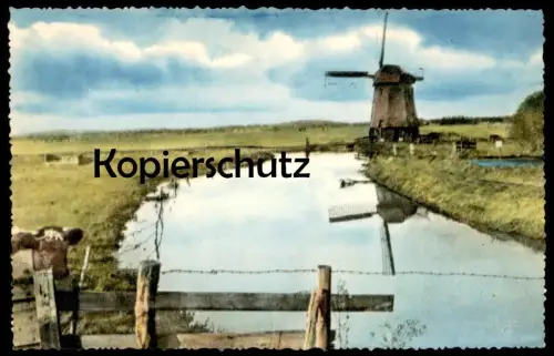 ÄLTERE POSTKARTE BERGEN DAMLANDERMOLEN Holland Nederland Windmühle Mühle Mill Moulin Windmill Molen Kuh cow vache cpa AK
