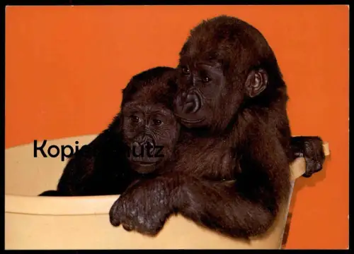 ÄLTERE POSTKARTE EIN GRUSS AUS DEM NEUEN FREUNDLICHEN ZOO MÜNSTER ALLWETTERZOO FLACHLANDGORILLA GORILLA Affe ape AK