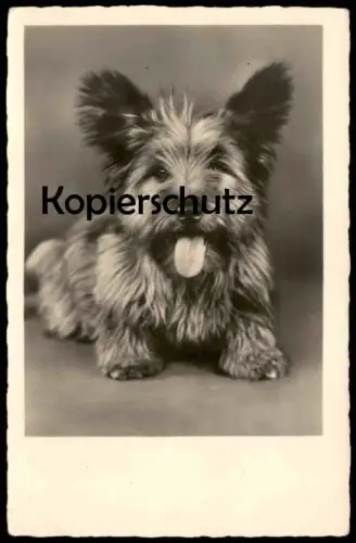 ALTE POSTKARTE CAIRN TERRIER HUND DOG CHIEN Ansichtskarte AK cpa postcard