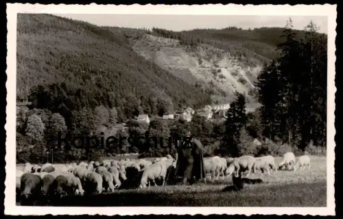 ÄLTERE POSTKARTE SCHÄFER IM SCHWARZATAL SCHAF SCHAFE BAHNPOSTSTEMPEL NAUMBURG Thüringen shepherd Ansichtskarte postcard