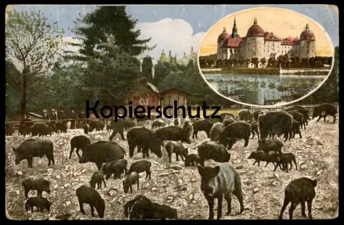 ALTE POSTKARTE DRESDEN MORITZBURG WILDSCHWEINFÜTTERUNG Wildschweine Schwein wild boar pig porc sanglier cpa postcard AK