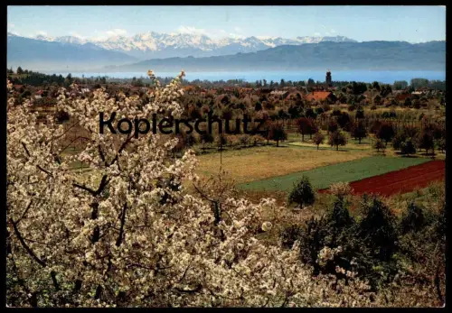POSTKARTE KRESSBRONN AM BODENSEE MIT SCHWEIZER HOCHGEBIRGSKETTE Kirsche Kirschblüte Cherry tree arbre cerise postcard