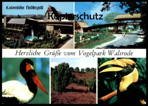 ÄLTERE POSTKARTE HERZLICHE GRÜSSE VOM VOGELPARK WALSRODE Tierpark Zoo Jardin zoologique Parc Park Tukan Toucan bird cpa