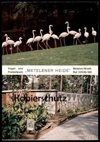 POSTKARTE VOGELPARK TIERPARK METELENER HEIDE METELEN ZOO FLAMINGO Garden jardin zoologique oiseau cpa postcard AK