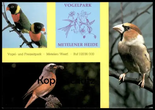 POSTKARTE VOGELPARK TIERPARK METELENER HEIDE METELEN BIRD ZOO Garden jardin zoologique oiseau cpa postcard Ansichtskarte