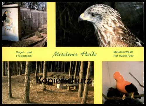 POSTKARTE VOGELPARK TIERPARK METELENER HEIDE METELEN BIRD ZOO Garden jardin zoologique oiseau cpa postcard Ansichtskarte