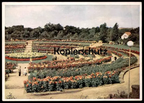 ÄLTERE POSTKARTE GRUGA ESSEN DAHLIEN ARENA GARTEN Garden Jardin Dahlia Rosen Rose Roses Flower Flowers Ansichtskarte cpa
