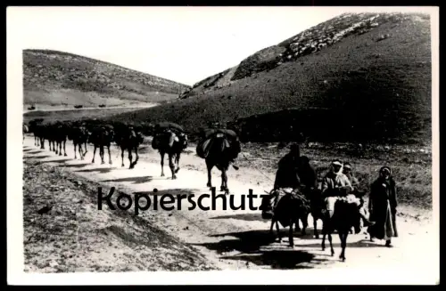ÄLTERE POSTKARTE BEDUIN CAMELS NEAR JERUSALEM PHOT LEON ISRAEL bedouin Beduine Chameau Kamel postcard cpa Ansichtskarte