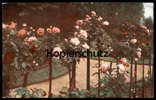 ÄLTERE POSTKARTE ROSENGARTEN FARBEN-AUFNAHME DIREKT NACH DER NATUR ROSENBEET Garten Flower Fleur Flowers Rosen Rose