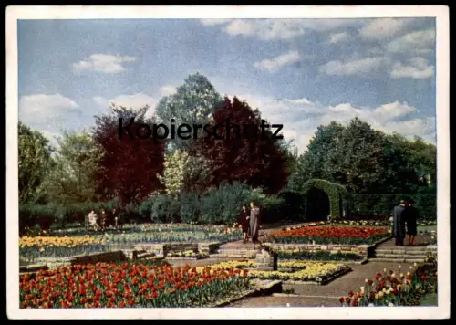 ÄLTERE POSTKARTE GRUGA ESSEN SONDERGARTEN IM BOTANISCHEN GARTEN Garden Jardin Tulpe Tulpen Flower Flowers Tulipe Tulip
