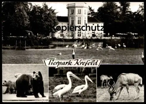 ÄLTERE POSTKARTE TIERPARK KREFELD ZOO BÄR BEAR TEDDY OURS PELIKAN KUDU zoological garden Ansichtskarte AK cpa postcard