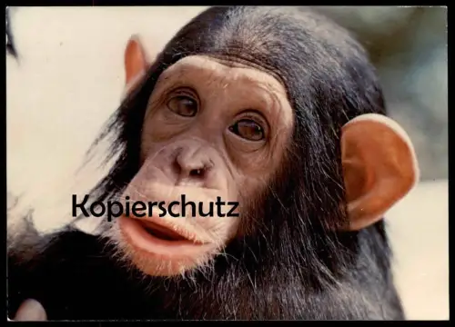POSTKARTE MÜNSTER TIERPARK ZOO AFFE Ape Monkey Singe Schimpanse Chimpanzé Chimpanzee zoological garden AK cpa postcard