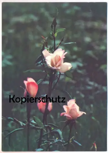 ÄLTERE POSTKARTE EDELROSE BLOSSOM-FIRE MICHAEL G. STEKIEL ROSE Blome Plant fleurs flower Ansichtskarte AK cpa postcard