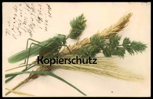 ALTE POSTKARTE HEUSCHRECKE RIESENHEUSCHRECKE GRASSHOPPER 1905 Insekt Insect Hopper locuste sauterelle Getreide postcard