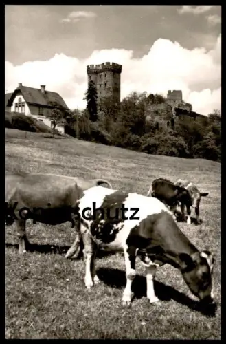 ÄLTERE POSTKARTE GEROLSTEIN QUELLENSTADT IN DER EIFEL Kuh Kühe Cow Cows farming Vach Vaches Ansichtskarte cpa postcard