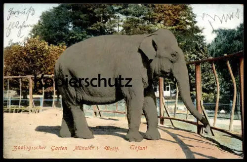 ALTE POSTKARTE MÜNSTER ZOOLOGISCHER GARTEN ELEFANT 1908 Elephant Zoo jardin zoologique Tierpark Park Muenster Tusker cpa