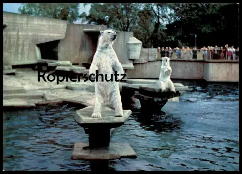 ÄLTERE POSTKARTE KÖLN ZOO EISBÄR GEHEGE BÄR EISBÄREN ours blanc ice polar bear jardin zoologique Tierpark Bären postcard