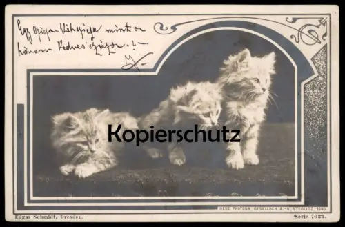 ALTE POSTKARTE KATZE DREI WEISSE KATZEN 1900 Foto Photo cat chat chats cats Tiere Tier animal AK Ansichtskarte postcard
