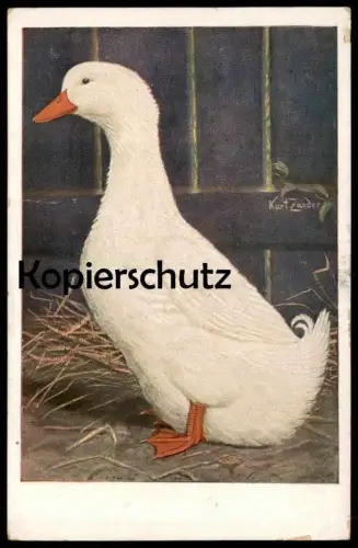 ALTE POSTKARTE SIGN. KURT ZANDER ENTE Pekingerpel Peking Erpel drake duck canard cane AK Ansichtskarte cpa postcard