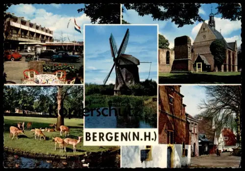 ÄLTERE POSTKARTE BERGEN NORD-HOLLAND Mühle Windmühle windmill mill moulin à vent molen windmolen Rehe roe deer chevreuil