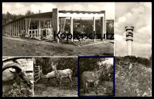 ÄLTERE POSTKARTE GRUSS VOM PETERSBERG HALLE SAALE Esel Ziege Bock Rehe goat deer chevreuil donkey bourrique postcard cpa