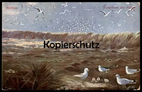 ALTE KÜNSTLER POSTKARTE BORKUM BRUTSTÄTTEN DER MÖWEN NEST KÜKEN Feldpost 1918 Möwe sea-gull goéland mouette postcard