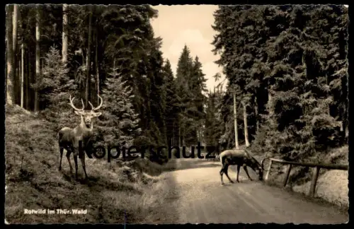 ÄLTERE POSTKARTE ROTWILD IM THÜRINGER WALD HIRSCH REH DEER CHEVREUIL Wild Thüringen postcard cpa Ansichtskarte AK