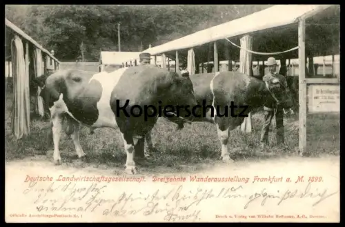 ALTE POSTKARTE DEUTSCHE LANDWIRTSCHAFTSGESELLSCHAFT WANDERAUSSTELLUNG FRANKFURT 1899 Kuh Cow Bull Taureau Vache cpa