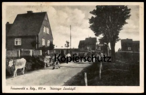 ALTE POSTKARTE FRAUENWALD RENNSTEIG THÜRINGEN THÜRINGER LANDIDYLL ILMENAU Kühe Kuh Cow Cows Vache postcard